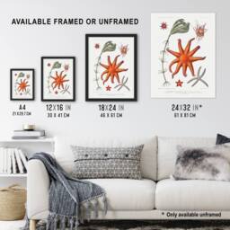 "Artery8 Deep Sea Starfish Marine Life Albert I Wall Art Poster Print in White - Size: W12"" x H16""" - thumbnail 3