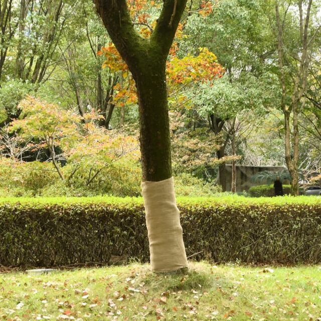 Berkfield Home Jute Roll 1x25 m 100% Jute 200 gsm - image 1