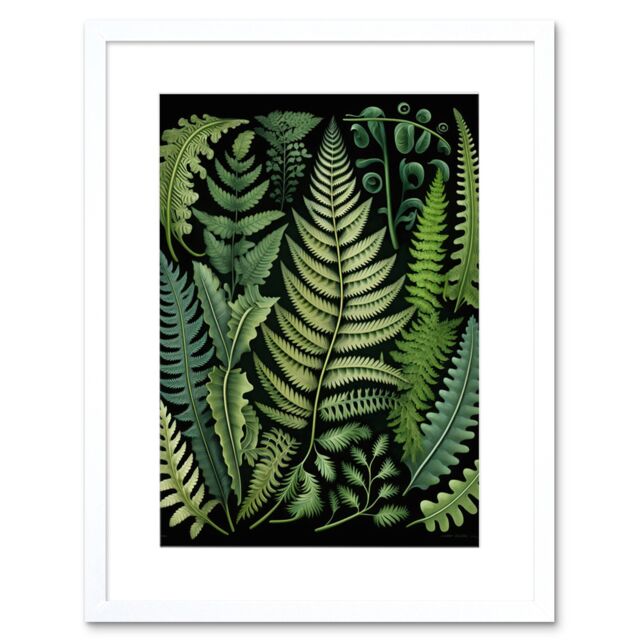 "Artery8 Wall Art Print Ernst Haeckel Style Fern Fronds Leaf Artwork Framed 9X7 Inch in White - Size: W7"" x H9""" - image 1