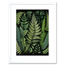"Artery8 Wall Art Print Ernst Haeckel Style Fern Fronds Leaf Artwork Framed 9X7 Inch in White - Size: W7"" x H9""" - thumbnail 1