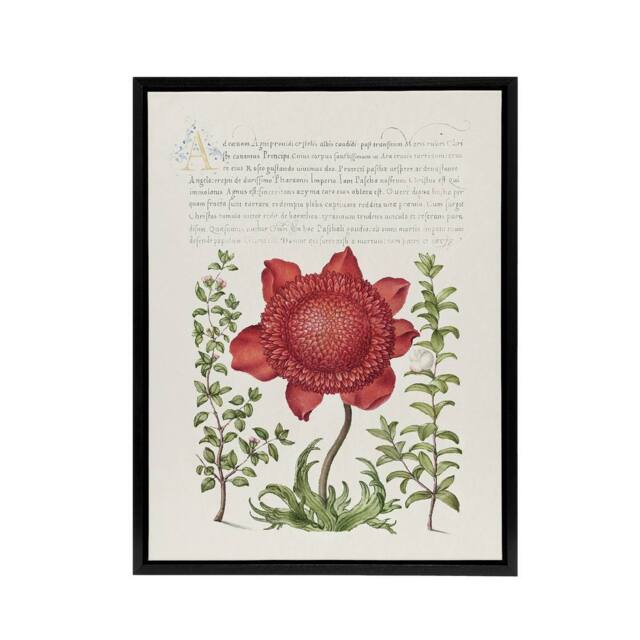 "Artery8 Poppy Anemone & Myrtle Calligraphy Framed Canvas Wall Art Print in White - Size: W12"" x H16""" - image 1