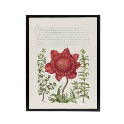 "Artery8 Poppy Anemone & Myrtle Calligraphy Framed Canvas Wall Art Print in White - Size: W12"" x H16""" - thumbnail 1