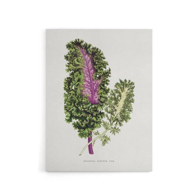 "Artery8 AF Lydon Benjamin Fawcett Green Wild Cabbage Leaf Canvas Art Print in White - Size: W12"" x H16""" - image 1