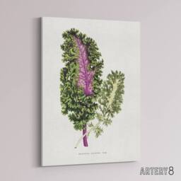 "Artery8 AF Lydon Benjamin Fawcett Green Wild Cabbage Leaf Canvas Art Print in White - Size: W12"" x H16""" - thumbnail 2