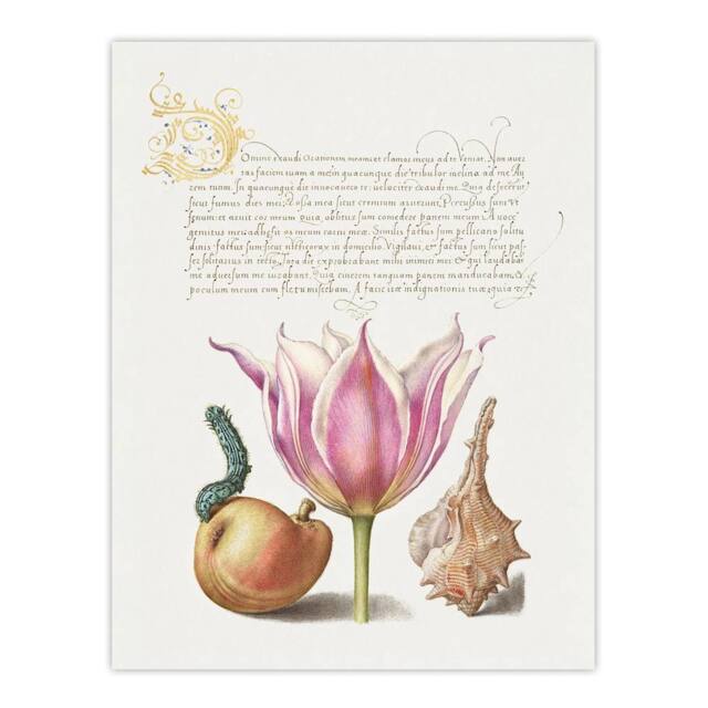 "Artery8 Pear Pink Tulip & Seashell Calligraphy Wall Art Poster Print in White - Size: W12"" x H16""" - image 1