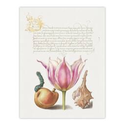 "Artery8 Pear Pink Tulip & Seashell Calligraphy Wall Art Poster Print in White - Size: W12"" x H16""" - thumbnail 1