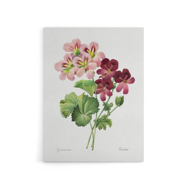 "Artery8 Geranium Flowers Illustration Redoute Vintage Canvas Wall Art in White - Size: W18"" x H24""" - image 1