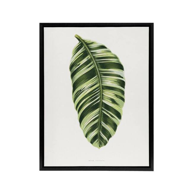 "Artery8 AF Lydon Benjamin Fawcett Musa Paradisiaca Vittata Framed Canvas Art in White - Size: W12"" x H16""" - image 1