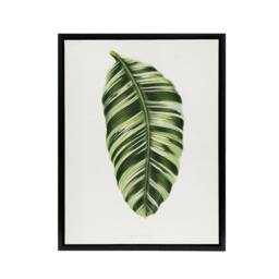 "Artery8 AF Lydon Benjamin Fawcett Musa Paradisiaca Vittata Framed Canvas Art in White - Size: W12"" x H16""" - thumbnail 1