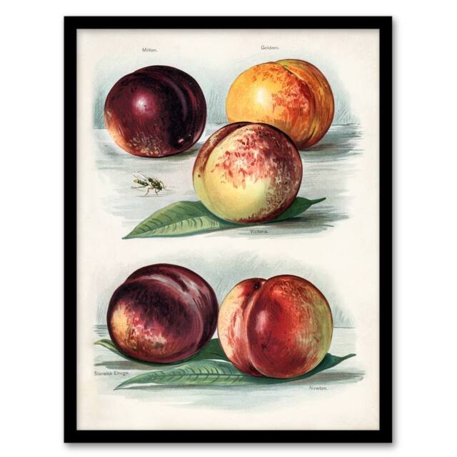 Artery8 John Wright Framed Wall Art Vintage Fruit Illustration Peach Varieties in White - Size: A4 - image 1