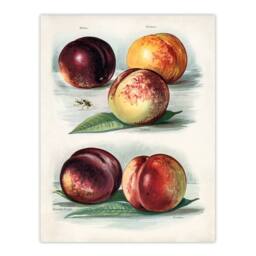 Artery8 John Wright Framed Wall Art Vintage Fruit Illustration Peach Varieties in White - Size: A4 - thumbnail 3
