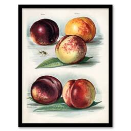 Artery8 John Wright Framed Wall Art Vintage Fruit Illustration Peach Varieties in White - Size: A4 - thumbnail 1