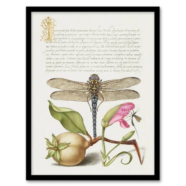 Artery8 Dragonfly Pear & Carnation Calligraphy Framed Wall Art Print in White - Size: A4 - image 1
