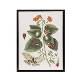 "Artery8 Great Moth Tievine & Geiger Tree Flowers Catesby Framed Canvas Art - Size: W18"" x H24""" - thumbnail 1