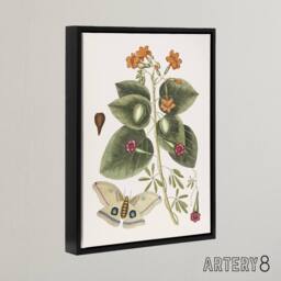 "Artery8 Great Moth Tievine & Geiger Tree Flowers Catesby Framed Canvas Art - Size: W18"" x H24""" - thumbnail 2