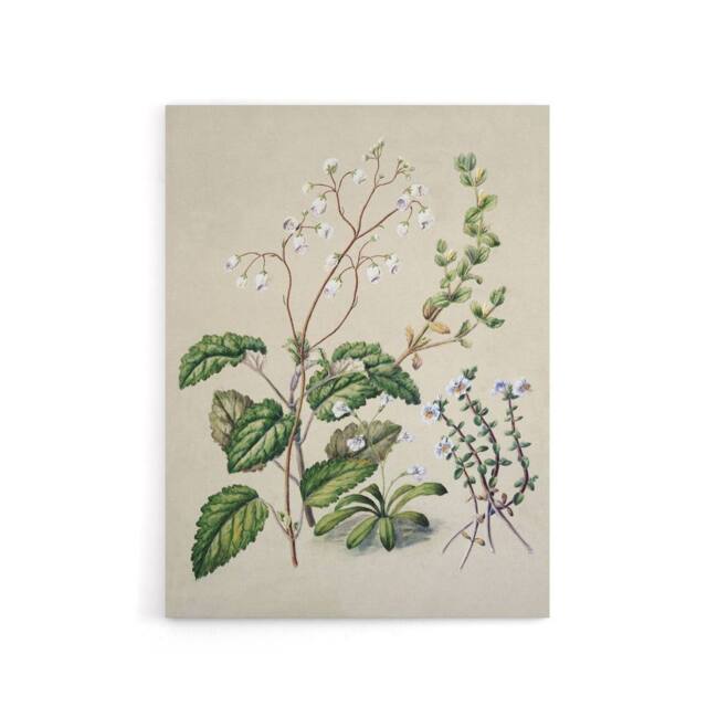 "Artery8 New Zealand Swamp Mazus Flowering Plant Featon Canvas Wall Art Print in Beige - Size: W12"" x H16""" - image 1
