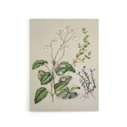 "Artery8 New Zealand Swamp Mazus Flowering Plant Featon Canvas Wall Art Print in Beige - Size: W12"" x H16""" - thumbnail 1