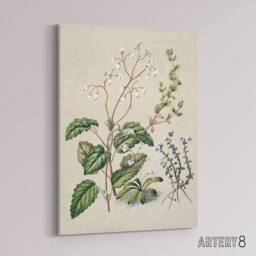 "Artery8 New Zealand Swamp Mazus Flowering Plant Featon Canvas Wall Art Print in Beige - Size: W12"" x H16""" - thumbnail 2