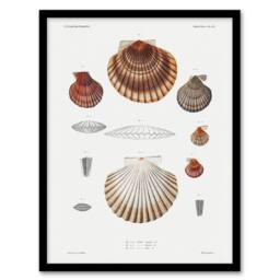 "Artery8 Clam shell varieties Augustus Gould Framed Wall Art Print in White - Size: W12"" x H16""" - thumbnail 1