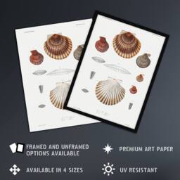 "Artery8 Clam shell varieties Augustus Gould Framed Wall Art Print in White - Size: W12"" x H16""" - thumbnail 2