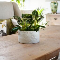 Royal Botanic Gardens Kew Kew Stoneware Sago Palm Bowl Ivory 24Cm - Ceramic - Embossed design - Matt Reactive Glaze