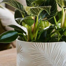Royal Botanic Gardens Kew Kew Stoneware Sago Palm Bowl Ivory 24Cm - Ceramic - Embossed design - Matt Reactive Glaze - thumbnail 4