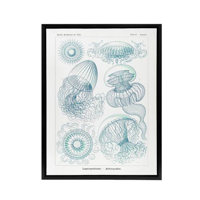 "Artery8 Aequoreidae Jellyfish Marine Life Species Haeckel Framed Canvas Art in White - Size: W12"" x H16""" - image 1