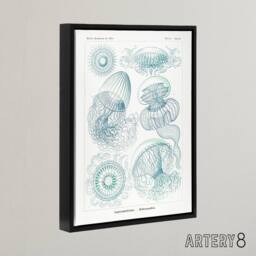 "Artery8 Aequoreidae Jellyfish Marine Life Species Haeckel Framed Canvas Art in White - Size: W12"" x H16""" - thumbnail 2