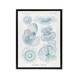 "Artery8 Aequoreidae Jellyfish Marine Life Species Haeckel Framed Canvas Art in White - Size: W12"" x H16""" - thumbnail 1