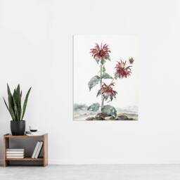 "Artery8 Red Bergamot Flowers in a Landscape Schouman Wall Art Poster Print in White - Size: W12"" x H16""" - thumbnail 4