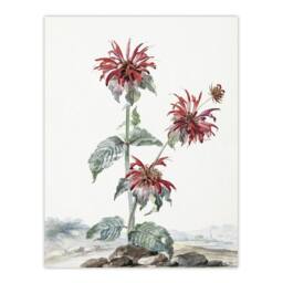 "Artery8 Red Bergamot Flowers in a Landscape Schouman Wall Art Poster Print in White - Size: W12"" x H16""" - thumbnail 1