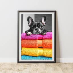 60 SECOND MAKEOVER French Bulldog Colourful Towels Animal Print - Size: A4 - thumbnail 1