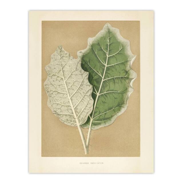 "Artery8 White Margined Nightshade Leaves Fawcett Wall Art Poster Print in Beige - Size: W18"" x H24""" - image 1
