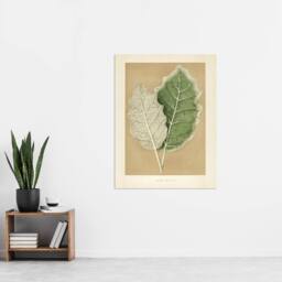 "Artery8 White Margined Nightshade Leaves Fawcett Wall Art Poster Print in Beige - Size: W18"" x H24""" - thumbnail 4
