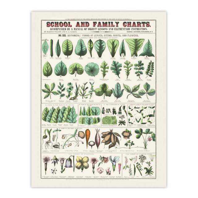 "Artery8 School & family chart No XIX Calkins Wall Art Poster Print in White - Size: W12"" x H16""" - image 1