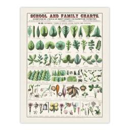 "Artery8 School & family chart No XIX Calkins Wall Art Poster Print in White - Size: W12"" x H16""" - thumbnail 1