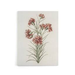 "Artery8 Six Carnations Vintage Illustration Teyler Canvas Wall Art in White - Size: W18"" x H24""" - thumbnail 1