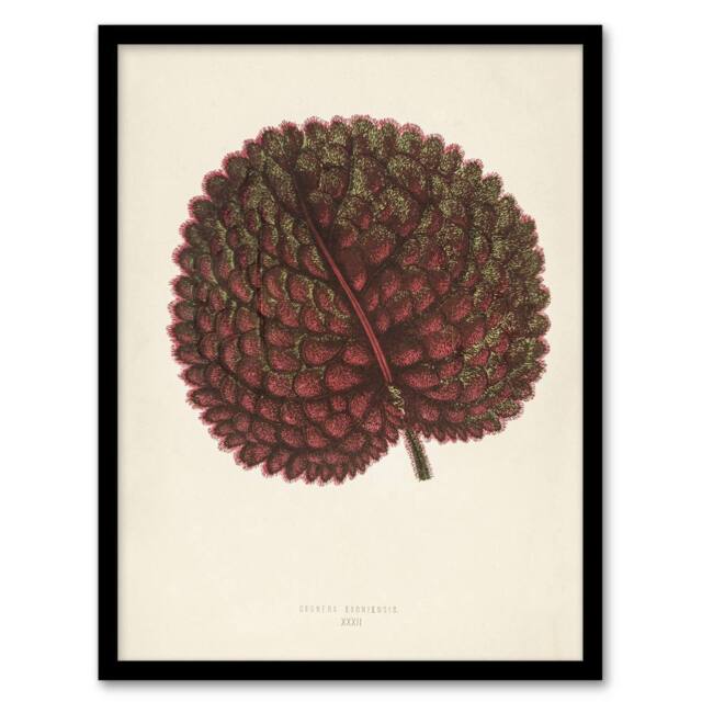 Artery8 Vintage Botanical Gesnera Exoniensis Leaf Fawcett Framed Wall Art in Beige - Size: A4 - image 1