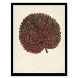 Artery8 Vintage Botanical Gesnera Exoniensis Leaf Fawcett Framed Wall Art in Beige - Size: A4 - thumbnail 1