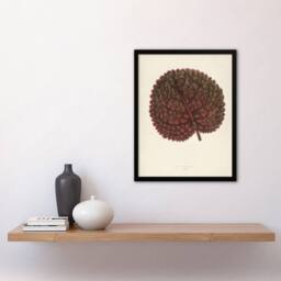 Artery8 Vintage Botanical Gesnera Exoniensis Leaf Fawcett Framed Wall Art in Beige - Size: A4 - thumbnail 4