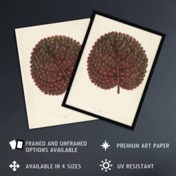 Artery8 Vintage Botanical Gesnera Exoniensis Leaf Fawcett Framed Wall Art in Beige - Size: A4 - thumbnail 2