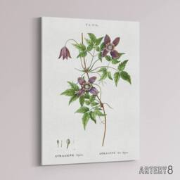 "Artery8 Alpine Clematis Flower Redoute Vintage Canvas Wall Art in White - Size: W18"" x H24""" - thumbnail 2