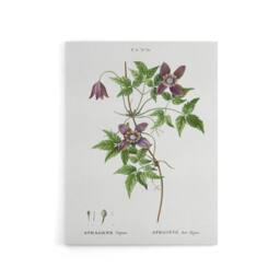 "Artery8 Alpine Clematis Flower Redoute Vintage Canvas Wall Art in White - Size: W18"" x H24""" - thumbnail 1