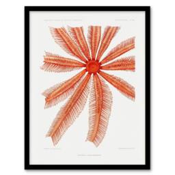 Artery8 Vintage Marine Life Brisingida Starfish Illustration Framed Art Print in White - Size: A4 - thumbnail 1