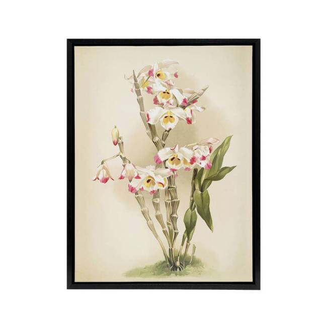 "Artery8 Frederick Sander Dendrobium Wardianum Orchid Flowers Framed Canvas Art - Size: W12"" x H16""" - image 1