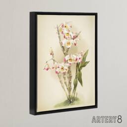 "Artery8 Frederick Sander Dendrobium Wardianum Orchid Flowers Framed Canvas Art - Size: W12"" x H16""" - thumbnail 2