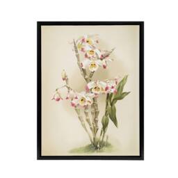 "Artery8 Frederick Sander Dendrobium Wardianum Orchid Flowers Framed Canvas Art - Size: W12"" x H16""" - thumbnail 1