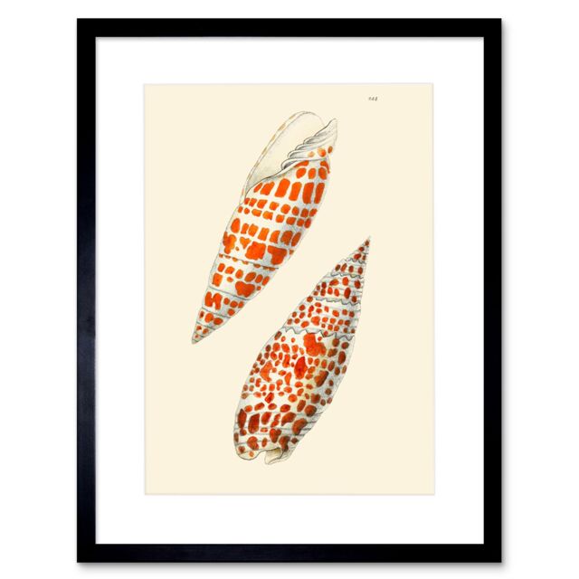 "Artery8 Wall Art Print Seashell Orange Spotted Conical Artwork Framed 9X7 Inch in Black - Size: W7"" x H9""" - image 1