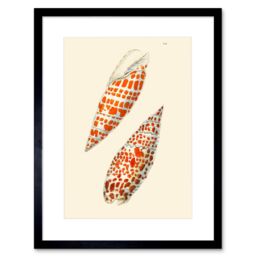 "Artery8 Wall Art Print Seashell Orange Spotted Conical Artwork Framed 9X7 Inch in Black - Size: W7"" x H9""" - thumbnail 1