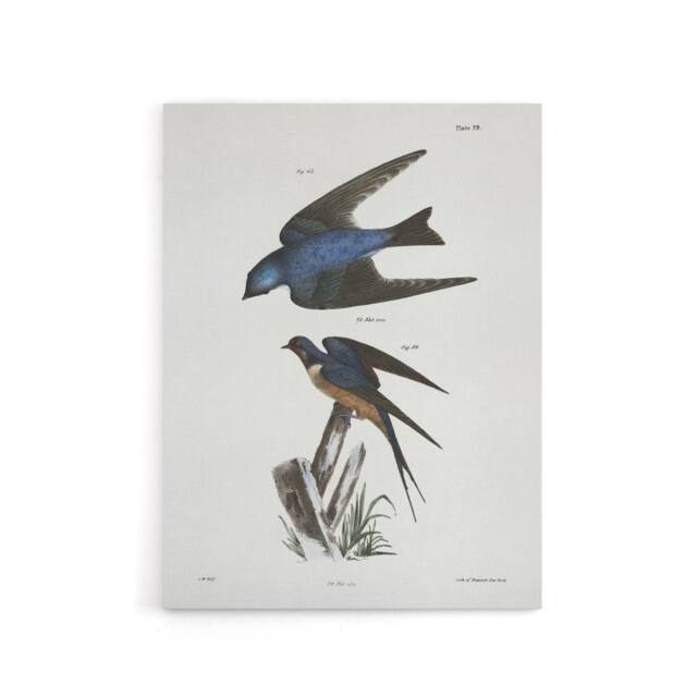 "Artery8 James De Kay White Bellied & Barn Swallow Canvas Wall Art Print - Size: W12"" x H16""" - image 1